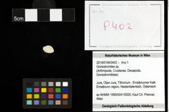 Foto (Objekt + Etiketten) von Goniodromites sp. 